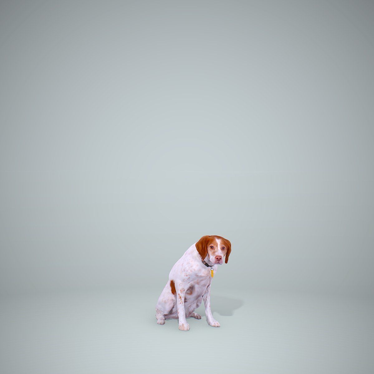 Dog Sitting Still Dog0004-HD2-P01-S 3D model_3