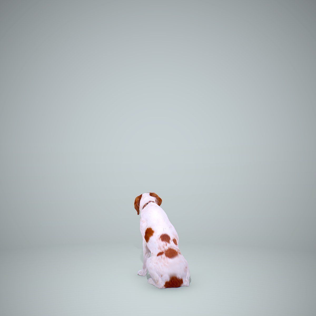 Dog Sitting Still Dog0004-HD2-P01-S 3D model_22