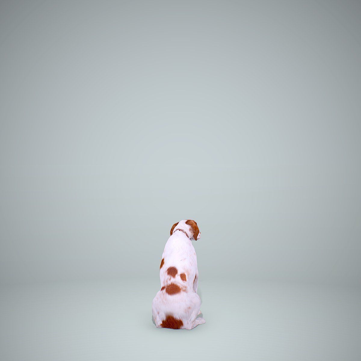 Dog Sitting Still Dog0004-HD2-P01-S 3D model_25