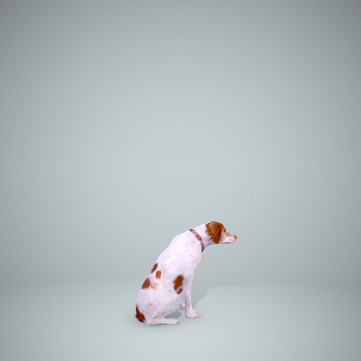 Dog Sitting Still Dog0004-HD2-P01-S 3D model_30