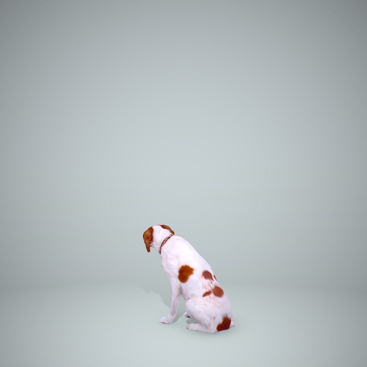 Dog Sitting Still Dog0004-HD2-P01-S 3D model_19