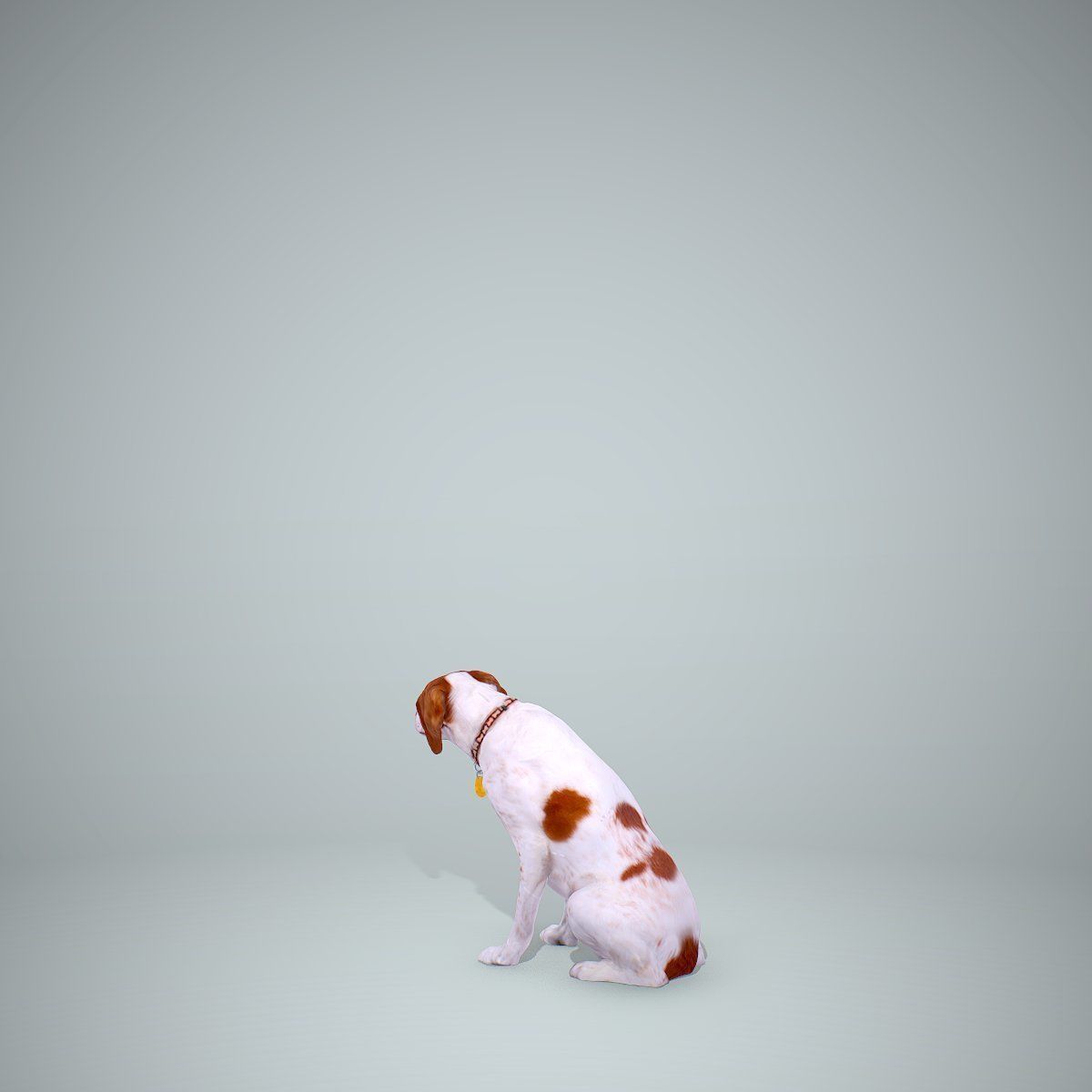 Dog Sitting Still Dog0004-HD2-P01-S 3D model_18