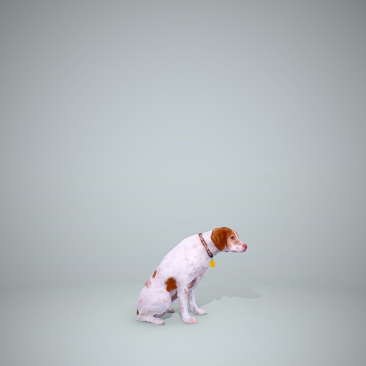Dog Sitting Still Dog0004-HD2-P01-S 3D model_34