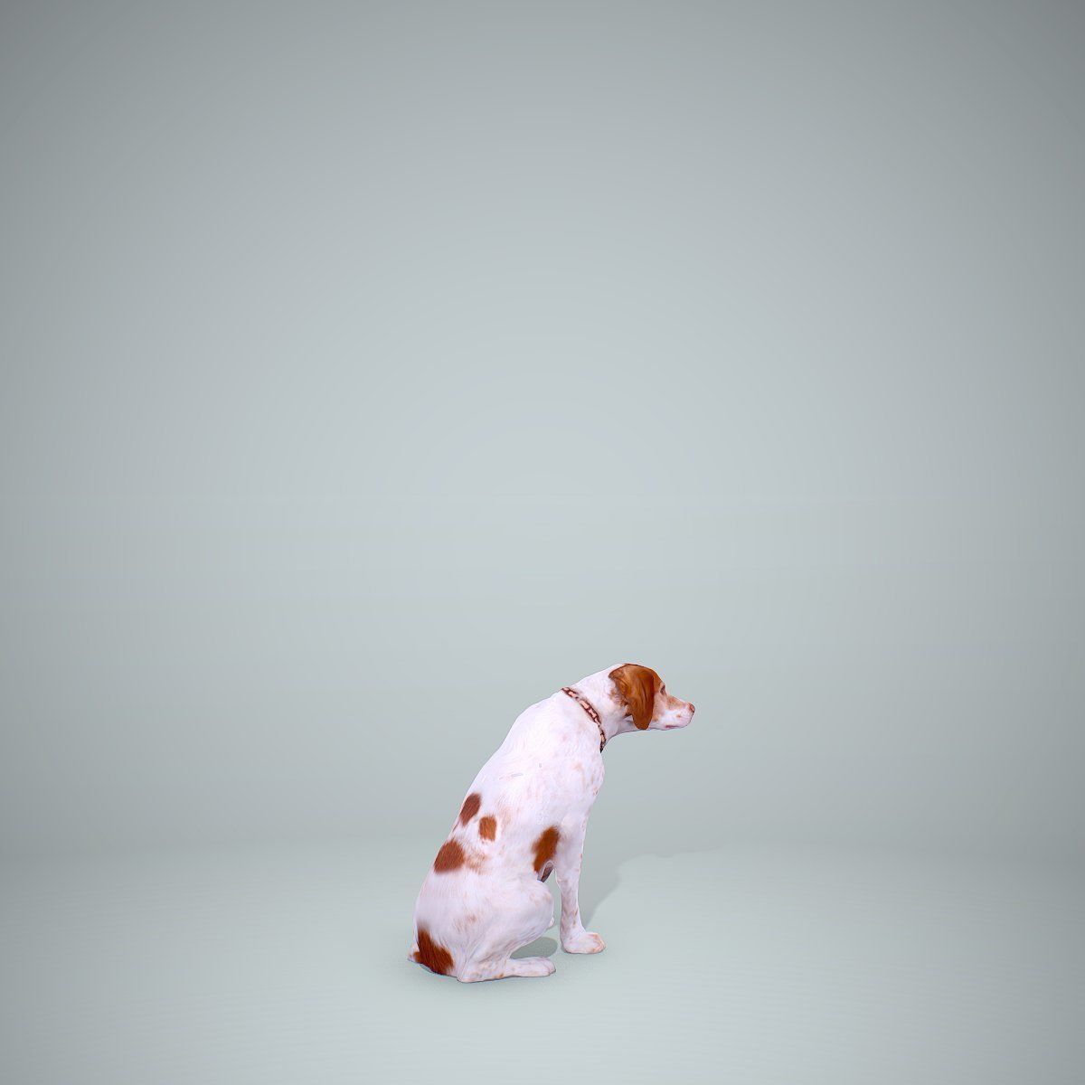 Dog Sitting Still Dog0004-HD2-P01-S 3D model_29