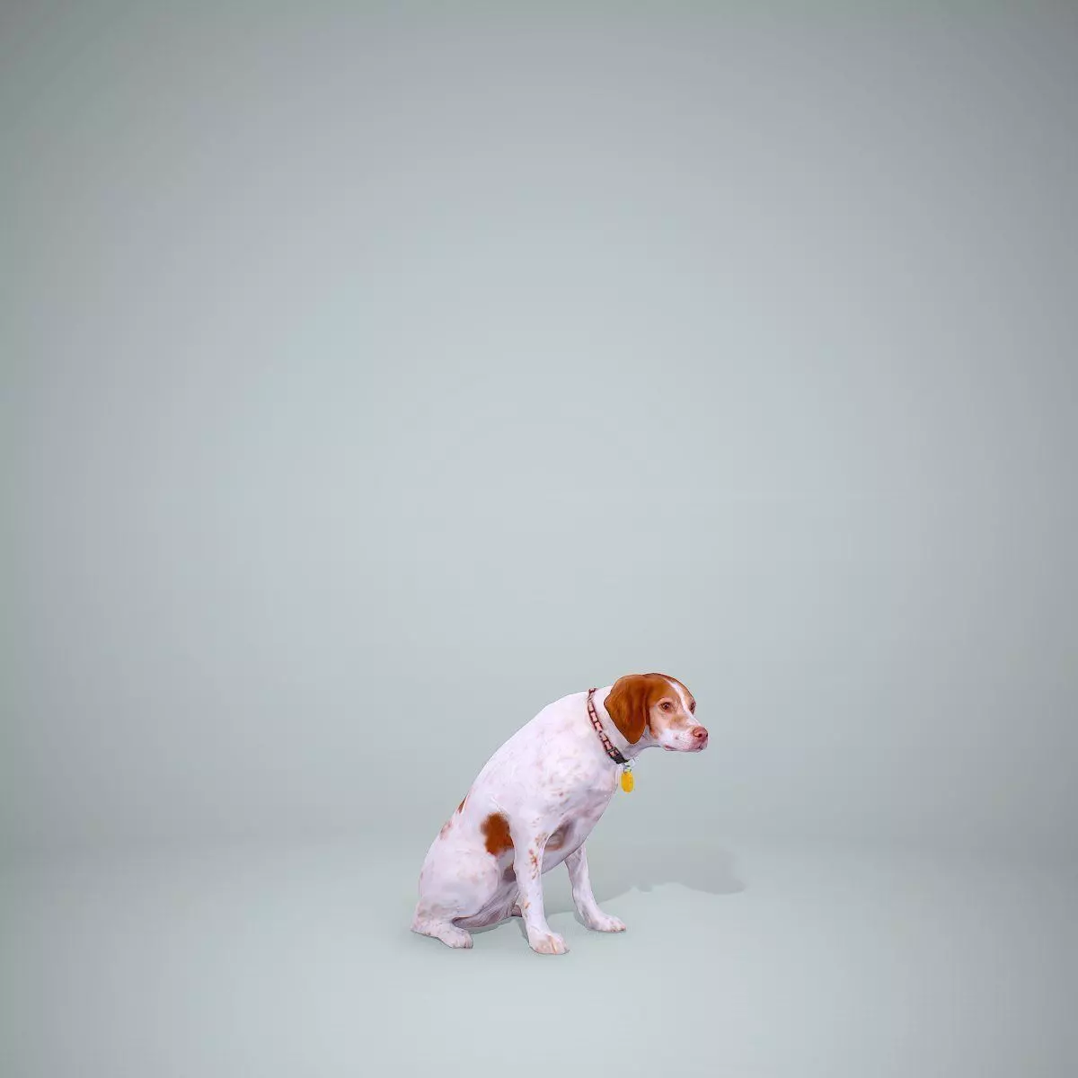 Dog Sitting Still Dog0004-HD2-P01-S 3D model_0