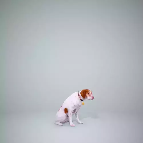 Dog Sitting Still Dog0004-HD2-P01-S