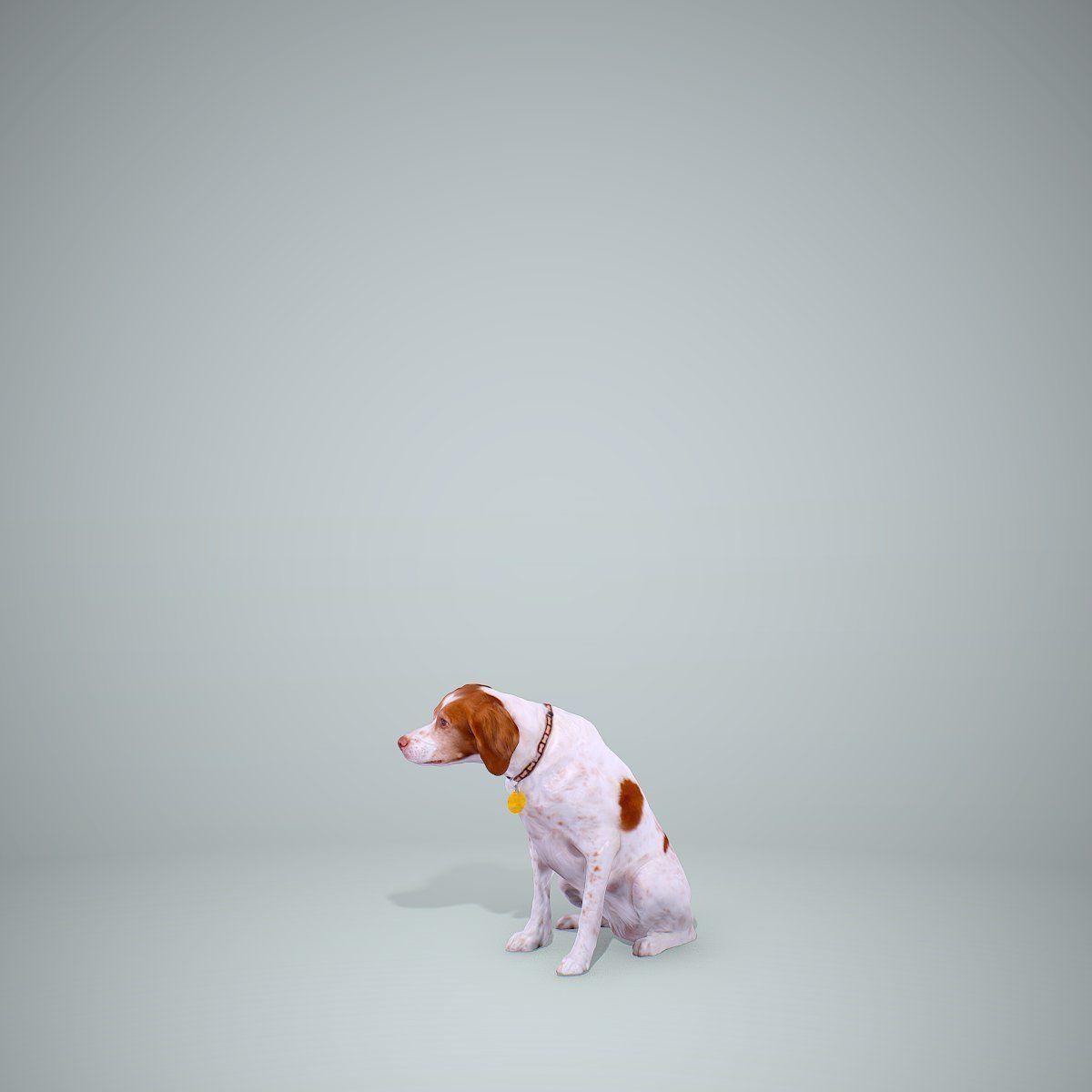 Dog Sitting Still Dog0004-HD2-P01-S 3D model_11