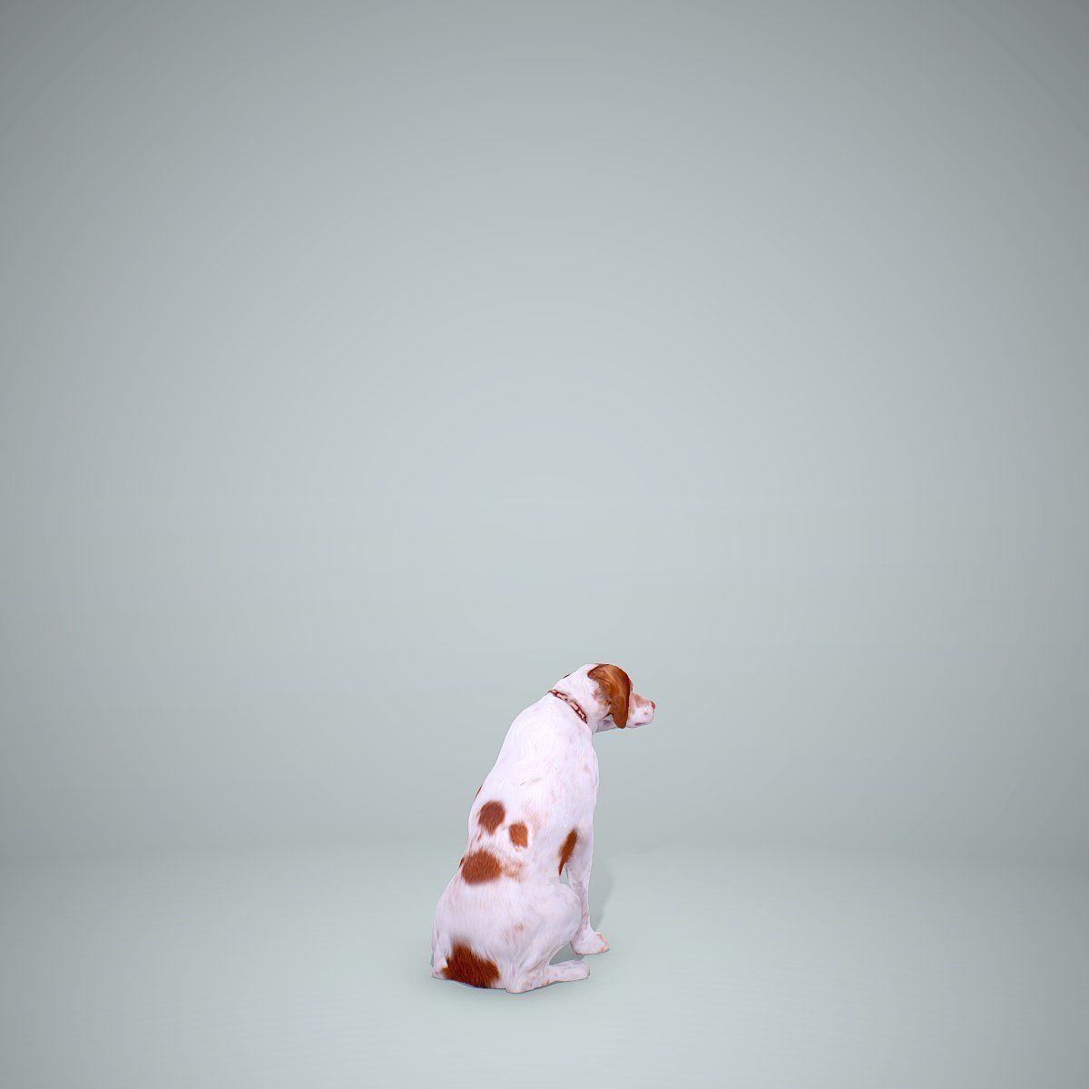 Dog Sitting Still Dog0004-HD2-P01-S 3D model_27