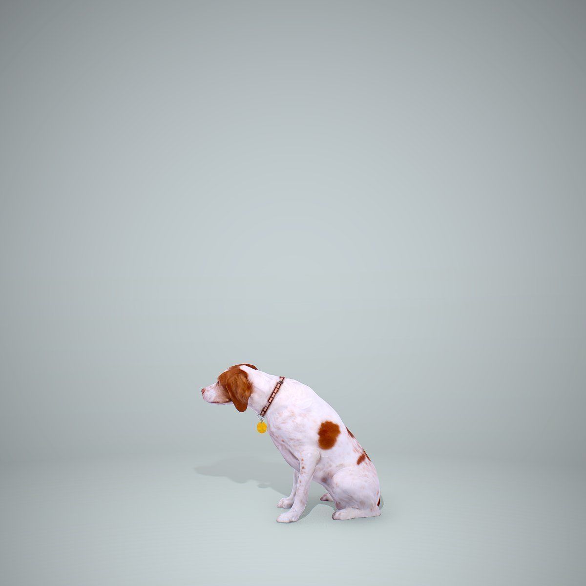 Dog Sitting Still Dog0004-HD2-P01-S 3D model_14