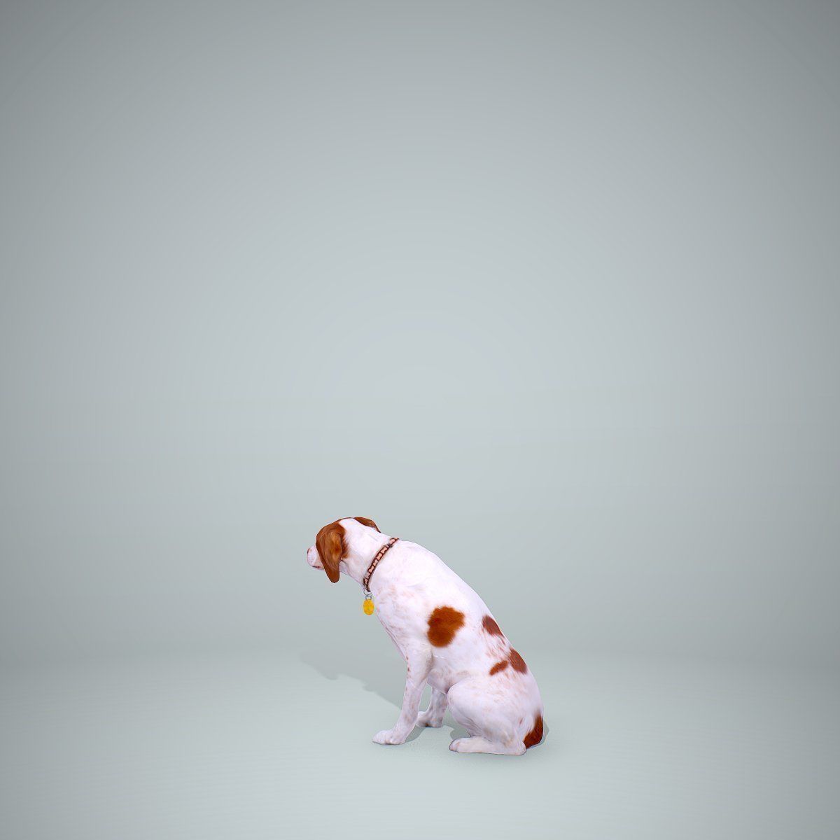 Dog Sitting Still Dog0004-HD2-P01-S 3D model_17