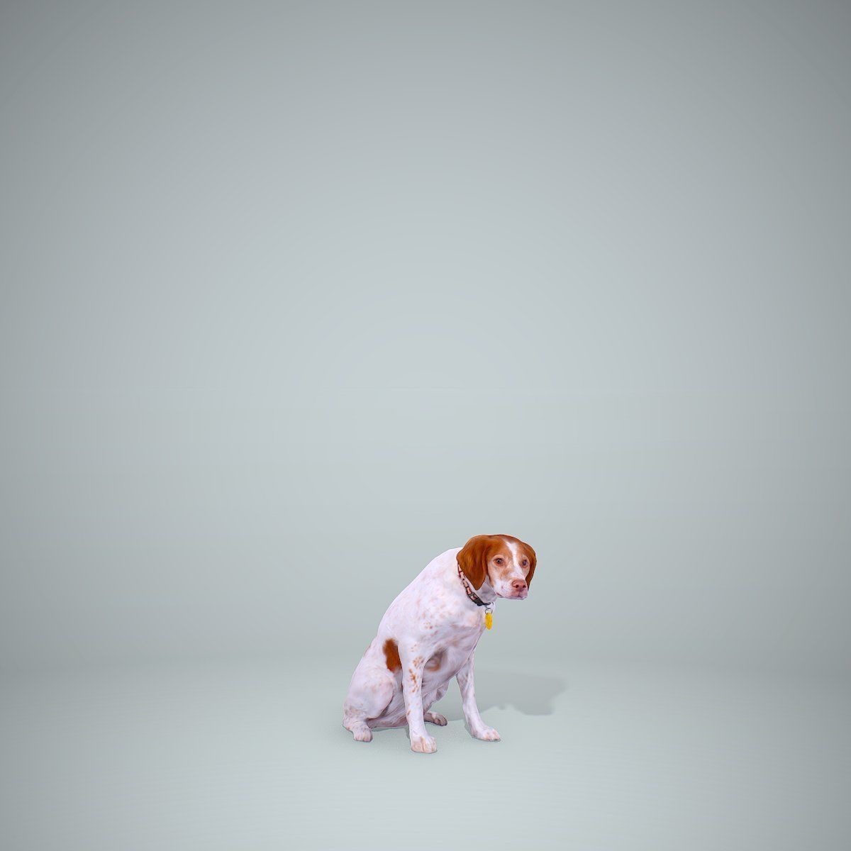 Dog Sitting Still Dog0004-HD2-P01-S 3D model_2