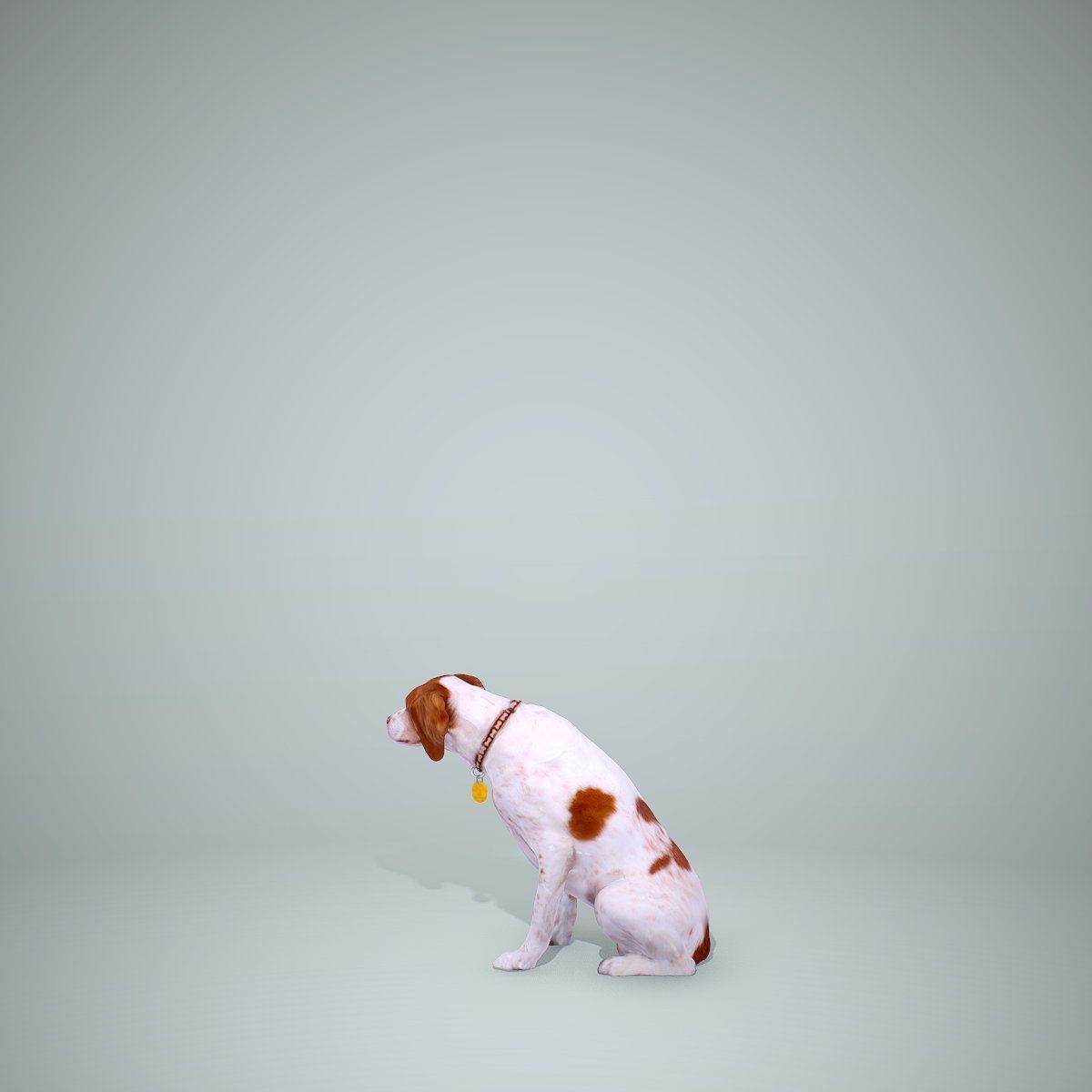 Dog Sitting Still Dog0004-HD2-P01-S 3D model_16