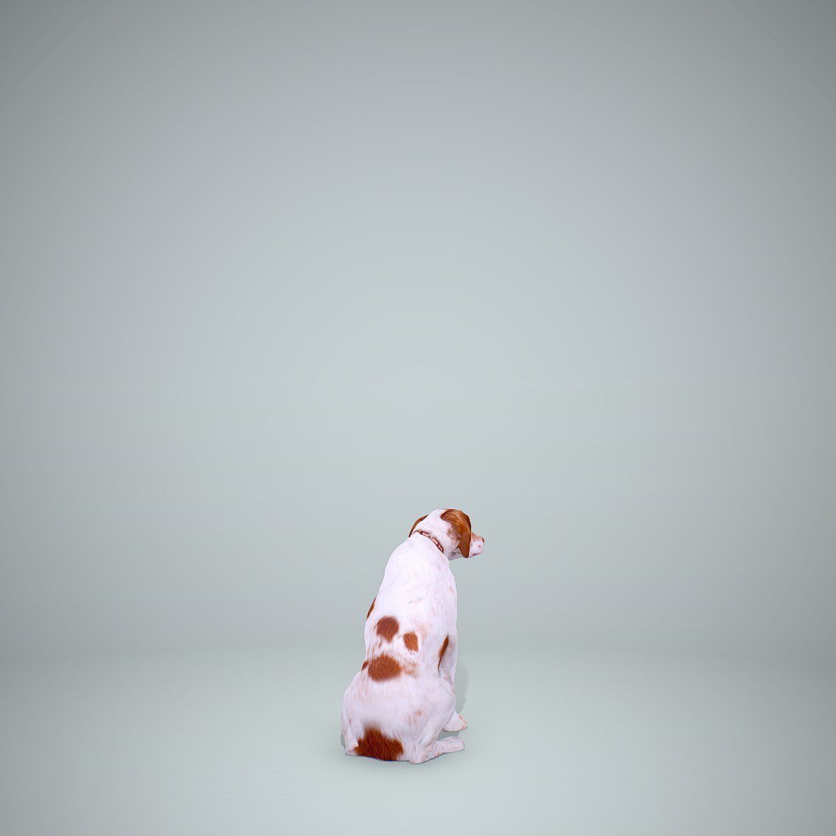 Dog Sitting Still Dog0004-HD2-P01-S 3D model_26