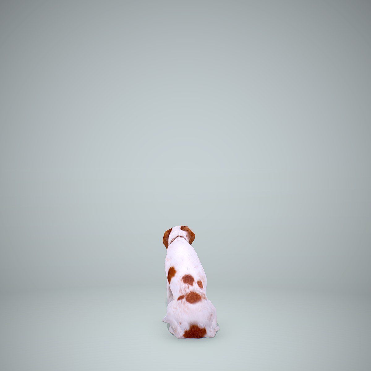 Dog Sitting Still Dog0004-HD2-P01-S 3D model_23