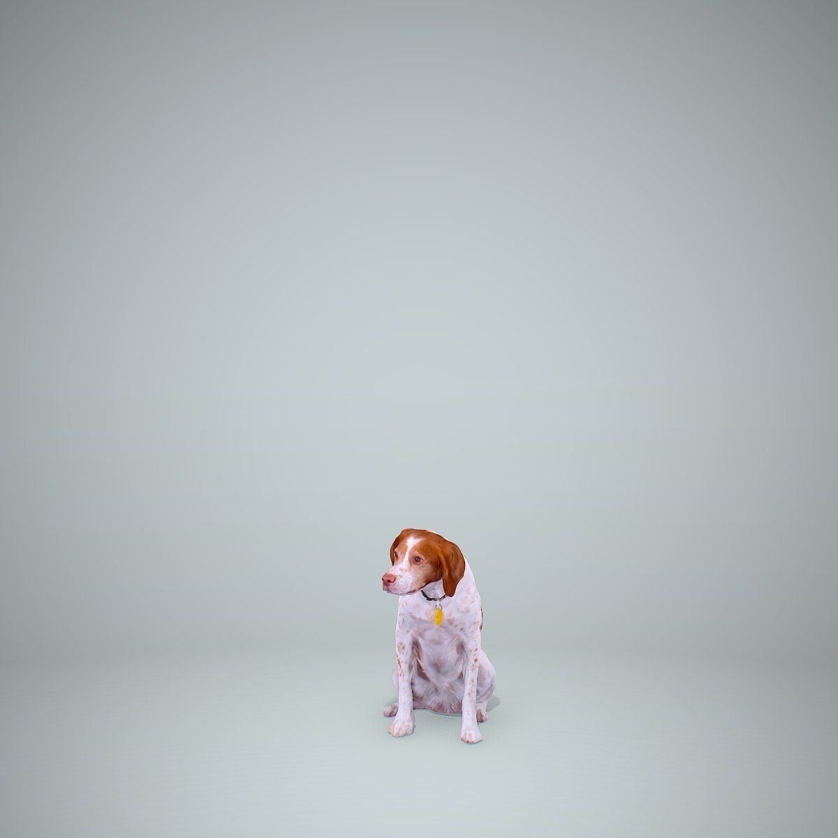 Dog Sitting Still Dog0004-HD2-P01-S 3D model_7