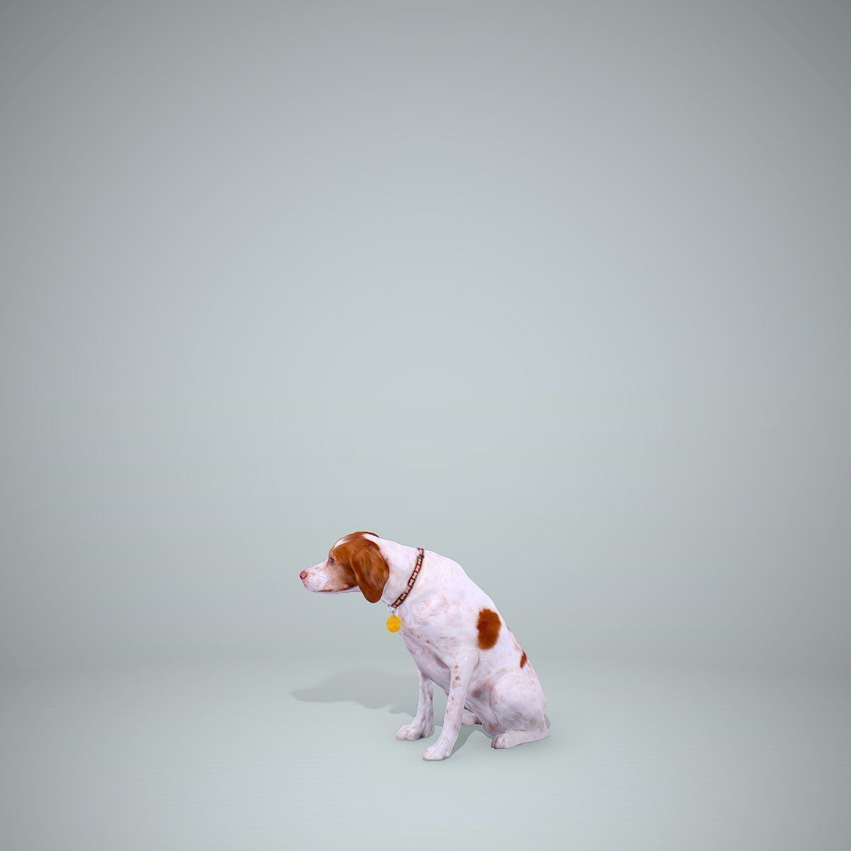 Dog Sitting Still Dog0004-HD2-P01-S 3D model_12