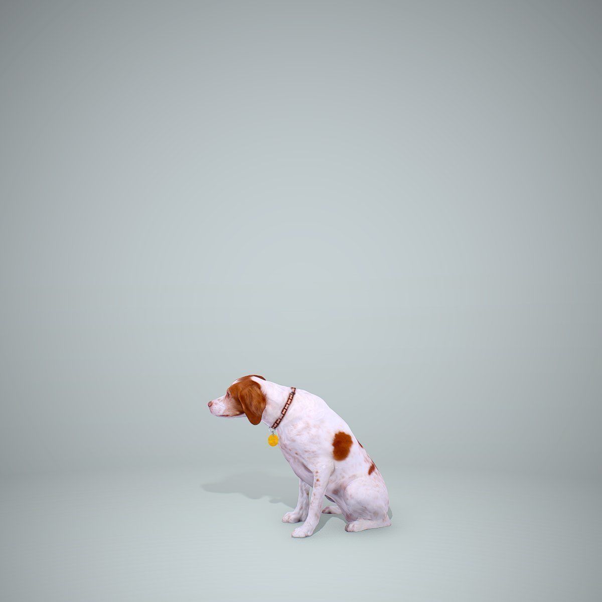 Dog Sitting Still Dog0004-HD2-P01-S 3D model_13