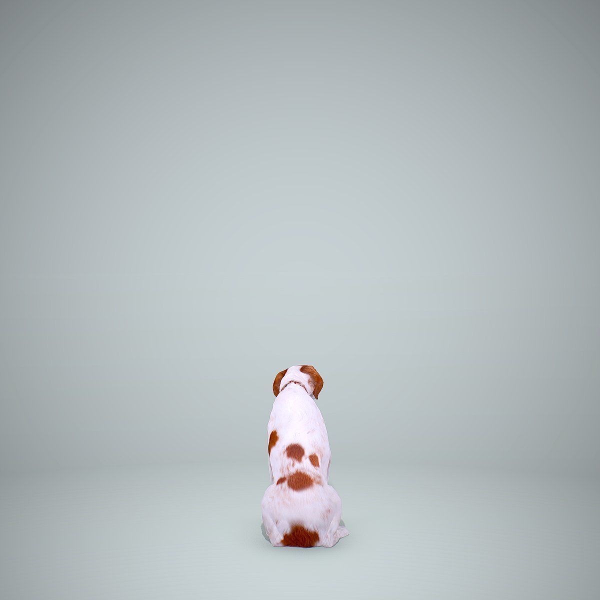 Dog Sitting Still Dog0004-HD2-P01-S 3D model_24