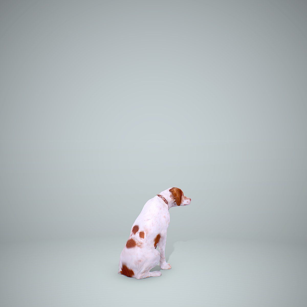 Dog Sitting Still Dog0004-HD2-P01-S 3D model_28