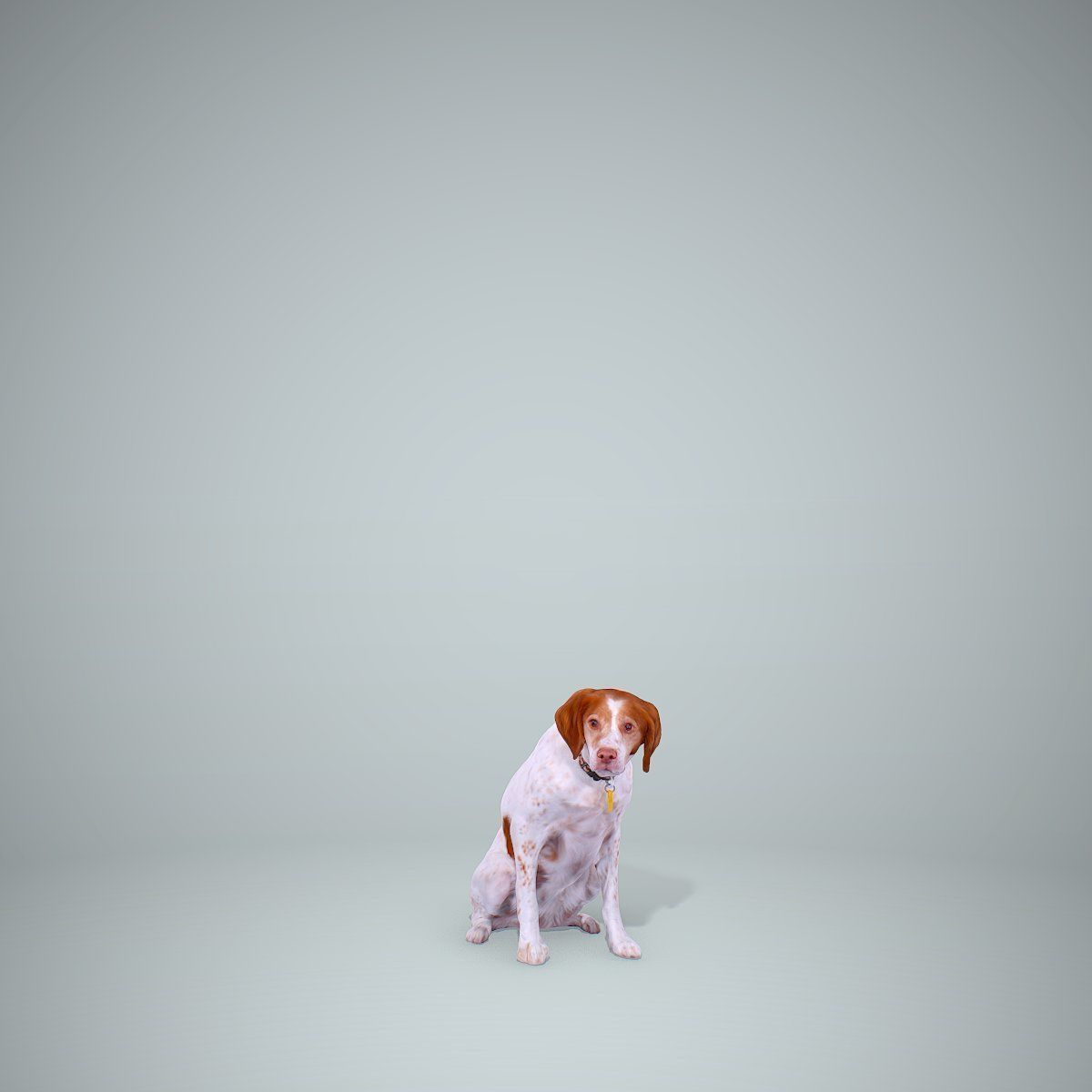 Dog Sitting Still Dog0004-HD2-P01-S 3D model_4