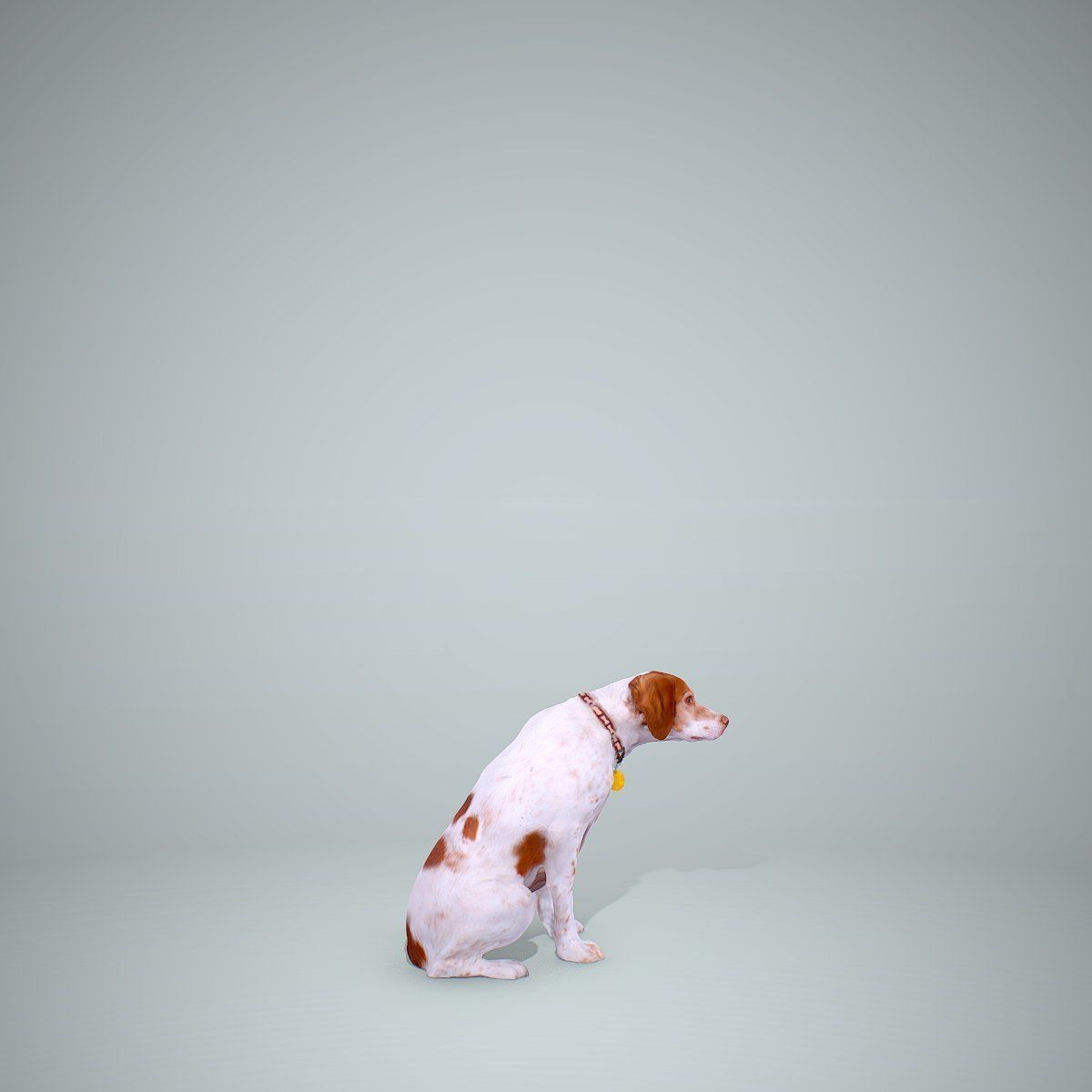 Dog Sitting Still Dog0004-HD2-P01-S 3D model_31
