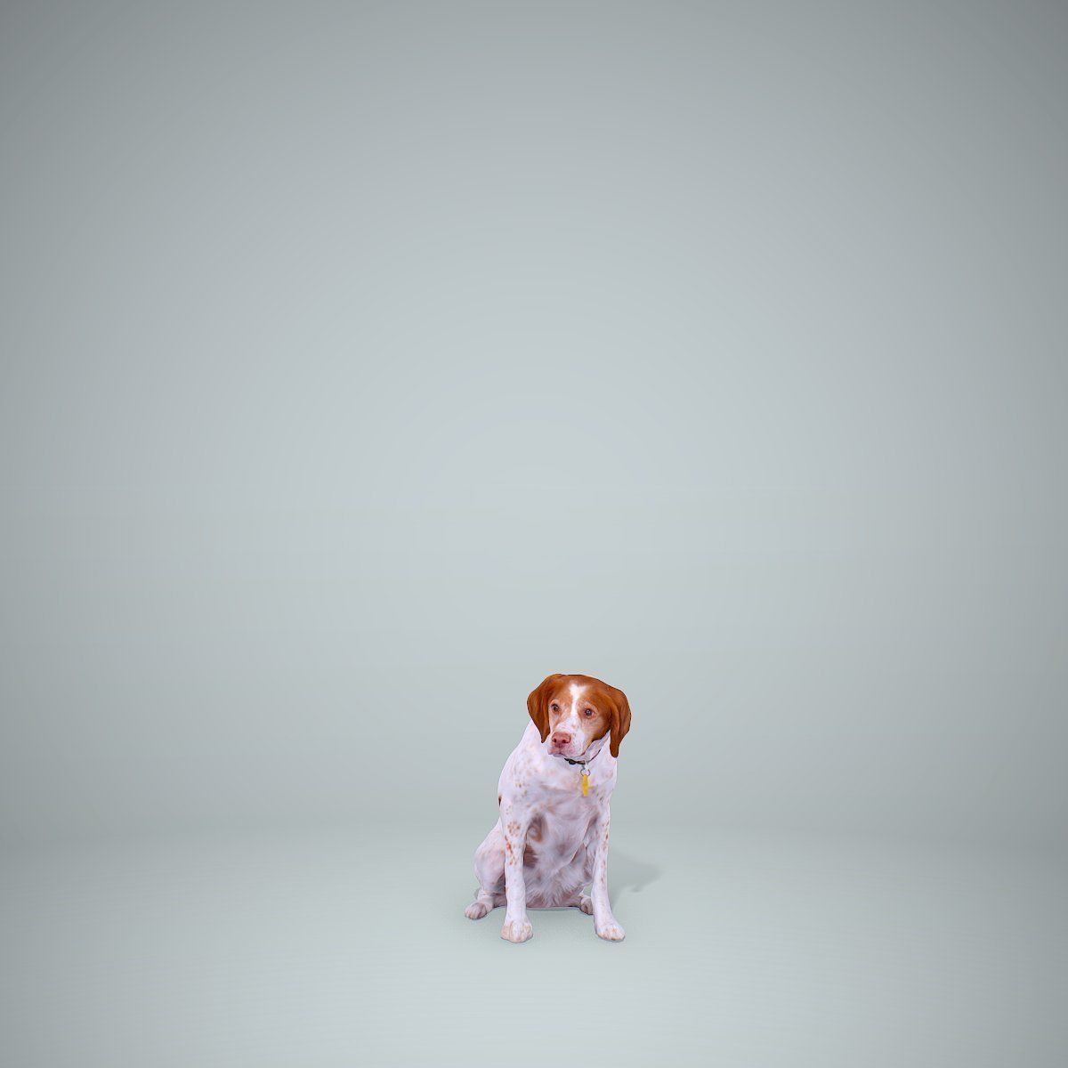 Dog Sitting Still Dog0004-HD2-P01-S 3D model_5