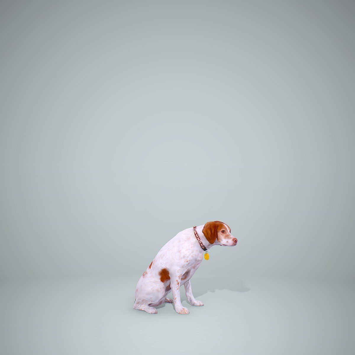 Dog Sitting Still Dog0004-HD2-P01-S 3D model_35