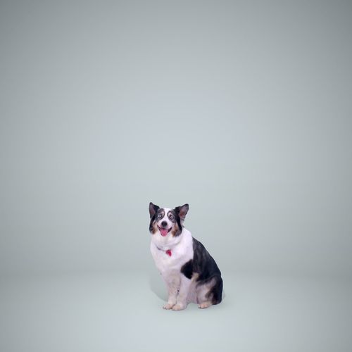 Sitting Dog Dog0003-HD2-P01-S 3D model
