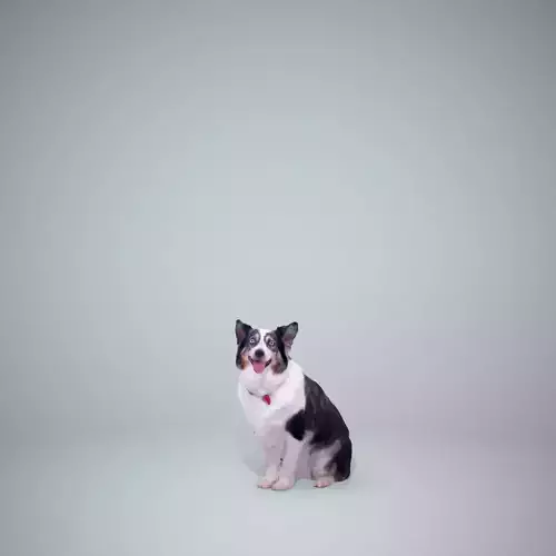 Sitting Dog Dog0003-HD2-P01-S