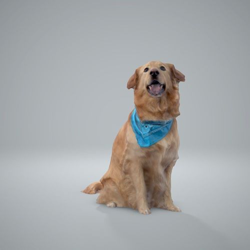 Sitting Dog Labrador Dog0002-HD2-P01-S 3D model