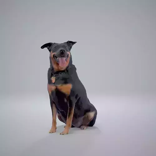 Sitting Dog Dog0001-HD2-P01-S 3D model
