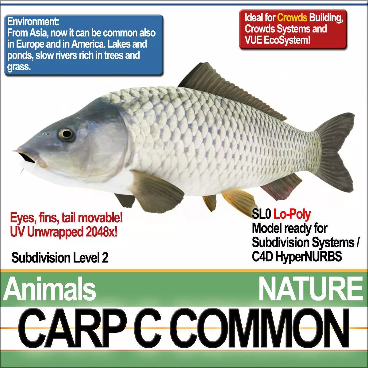 Carp C Common 3D model_0