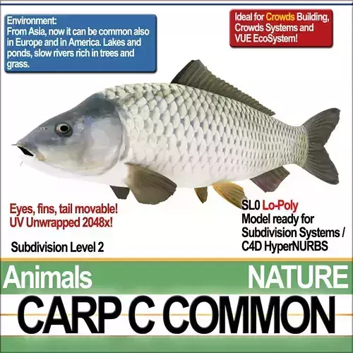 Carp C Common 3D model