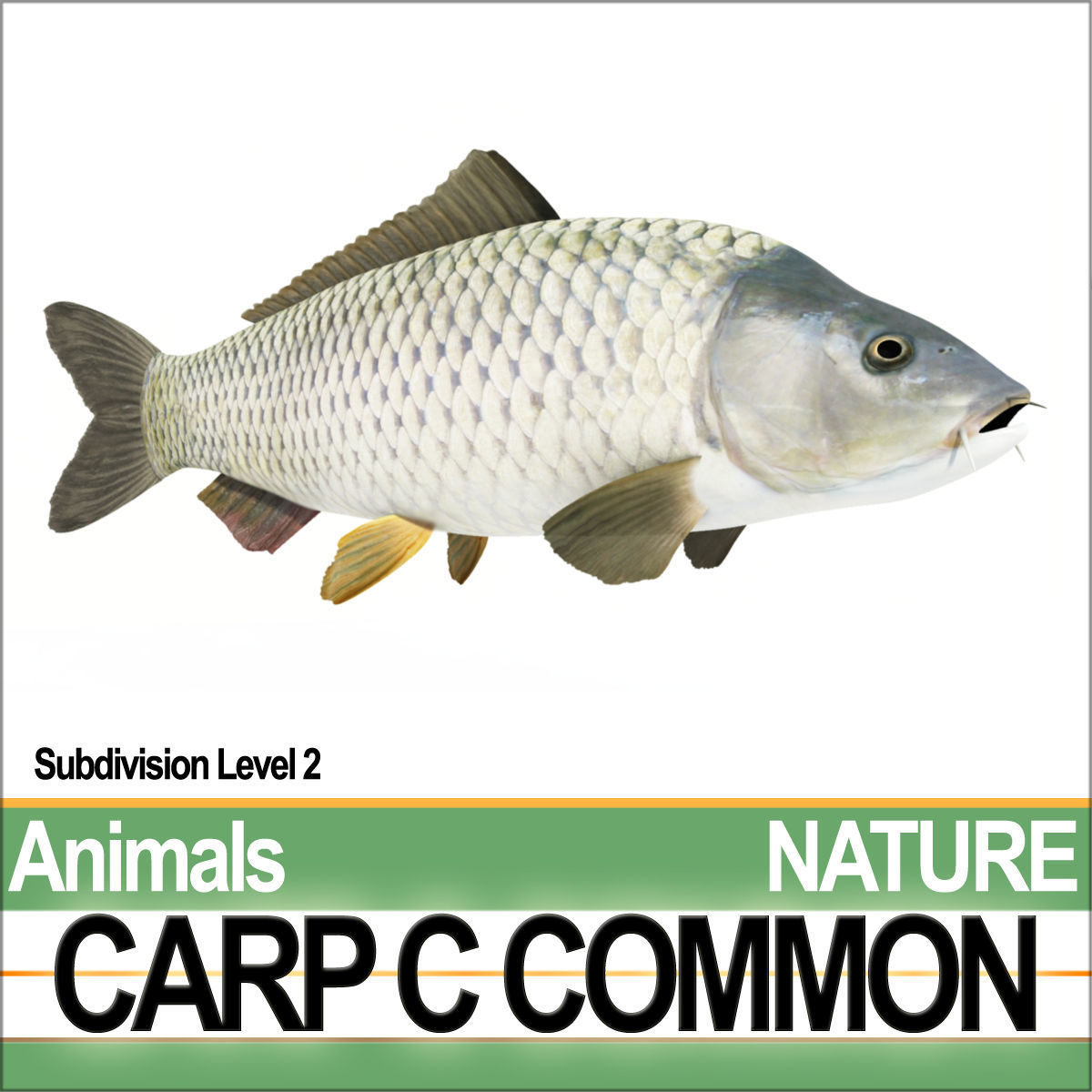Carp C Common 3D model_1