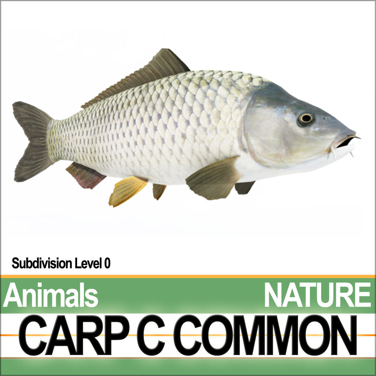 Carp C Common 3D model_3