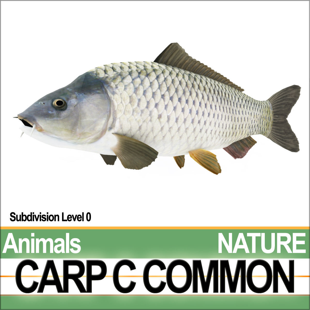 Carp C Common 3D model_2