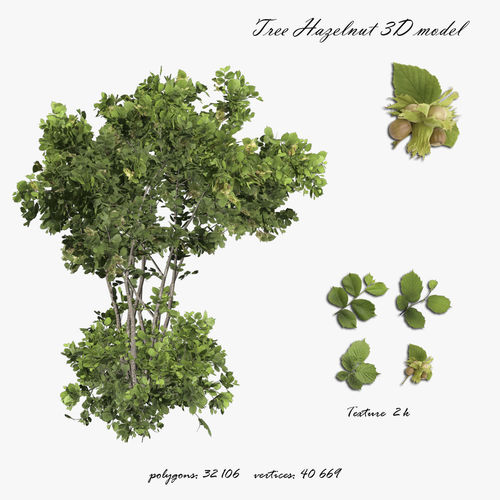 Tree Hazelnut 3D model
