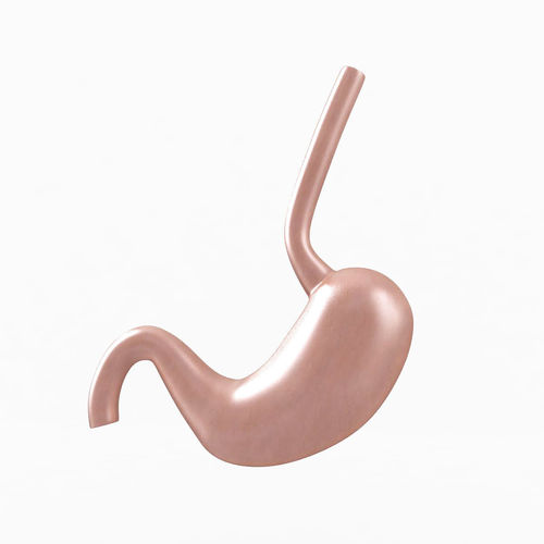 Stomach 3D model