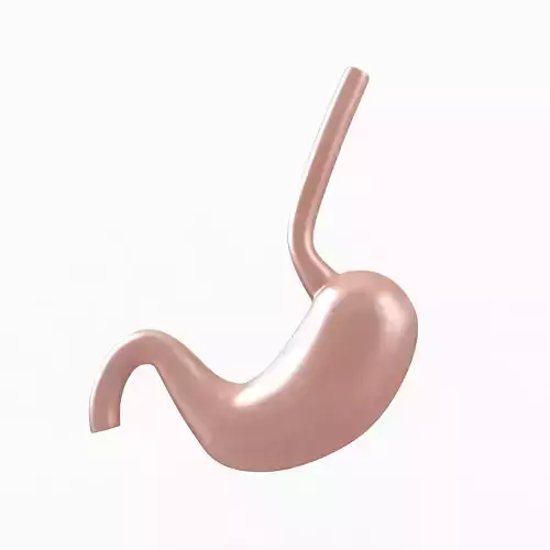 Stomach 3D model