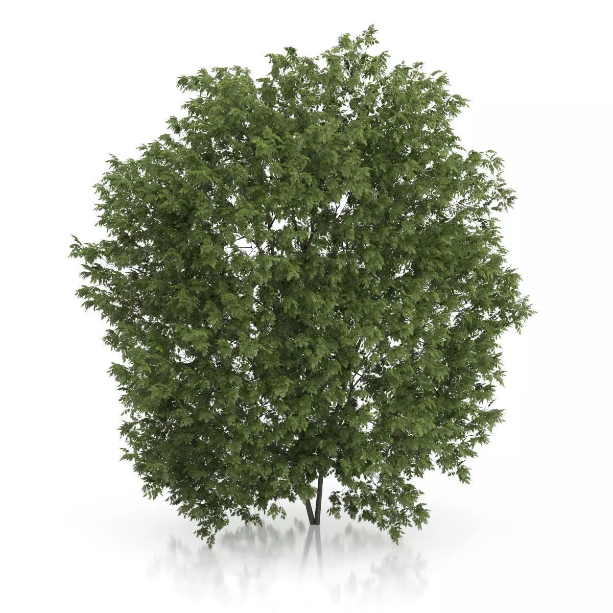 Hackberry Tree Prunus padus 3D model