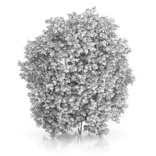 Hackberry Tree Prunus padus