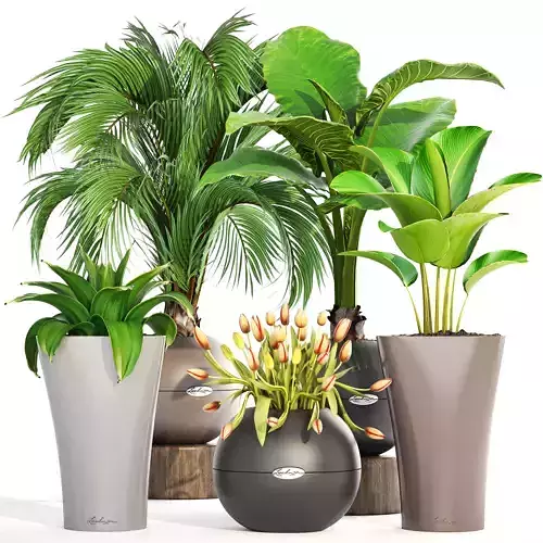 Collection plants set of potted 3D model