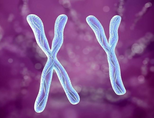 Chromosome x and y DNA Strands molecule 3D model 3D model