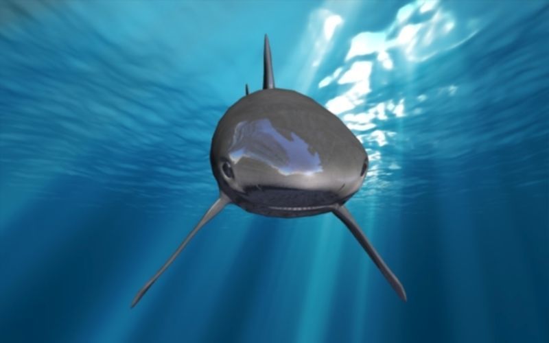 shark rigged animated Low-poly 3D model_7