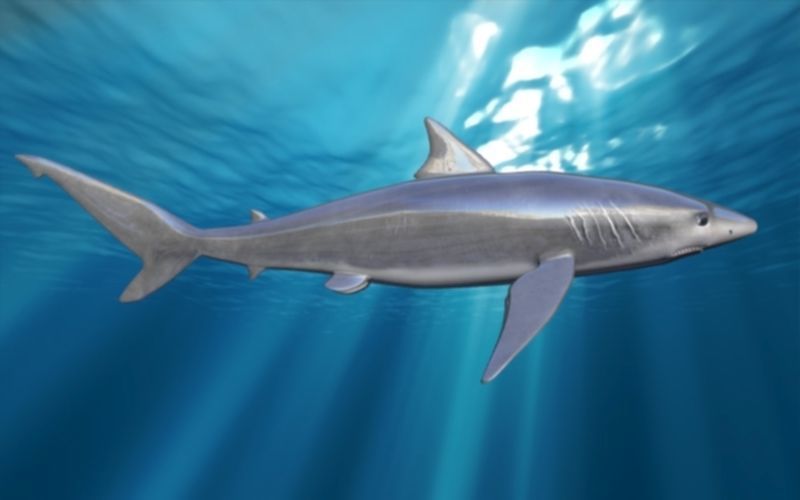 shark rigged animated Low-poly 3D model_11