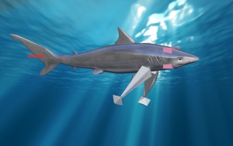 shark rigged animated Low-poly 3D model_12