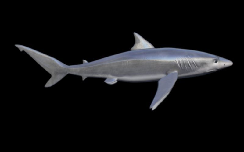 shark rigged animated Low-poly 3D model_3