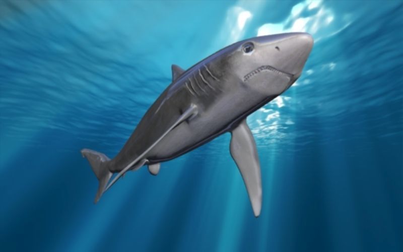 shark rigged animated Low-poly 3D model_4