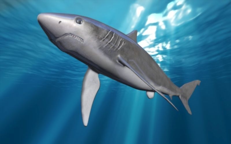 shark rigged animated Low-poly 3D model_9