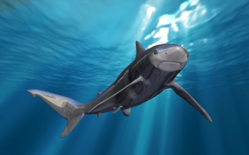 shark rigged animated Low-poly 3D model_2